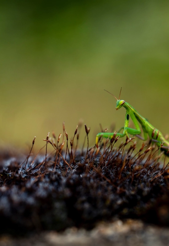 La Vigne - Chandon de Briailles