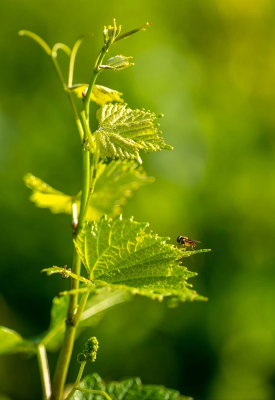 La Vigne - Chandon de Briailles